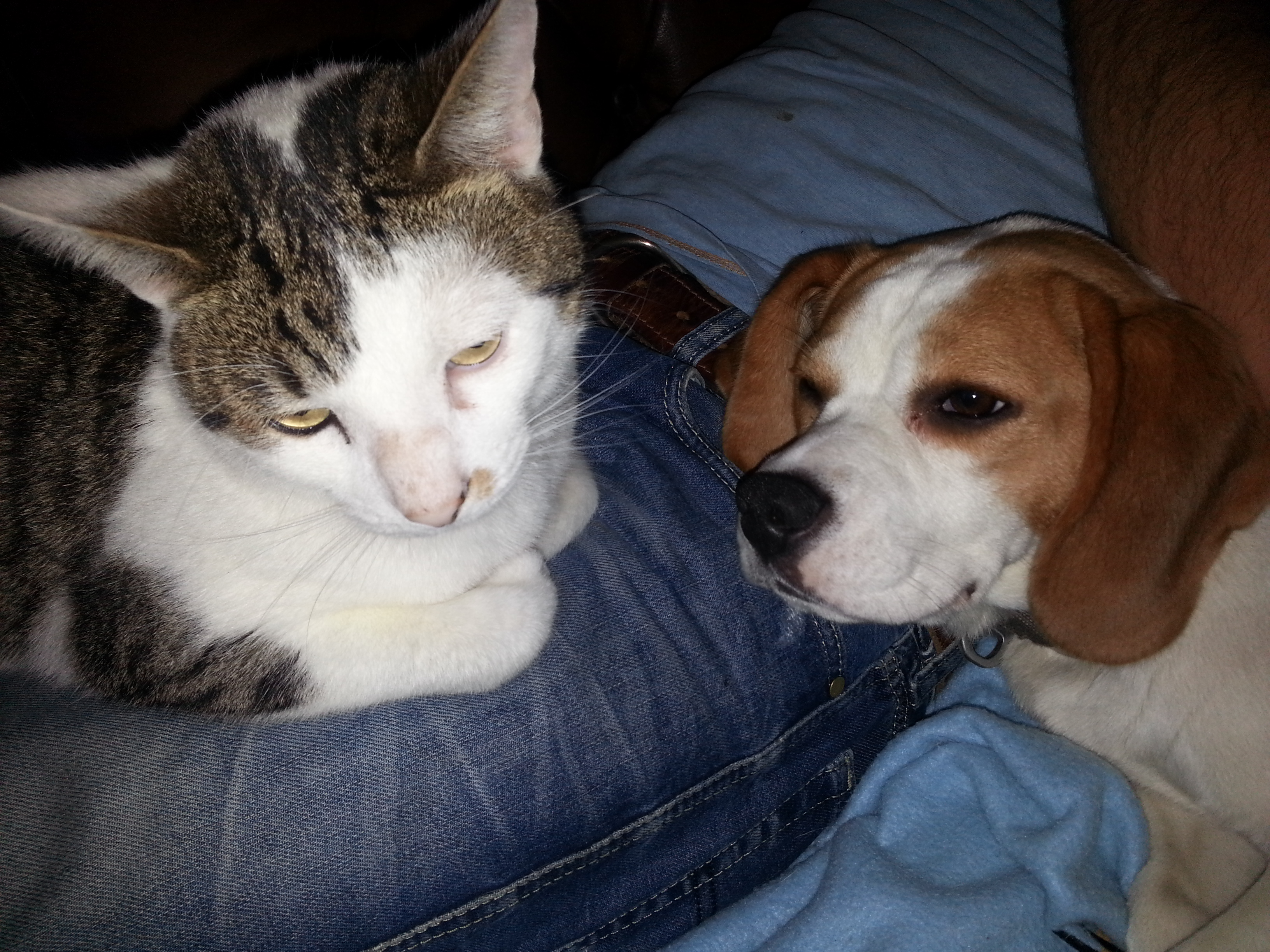 My animals: Fighting like misguided Conspiratorial Cat & Dog