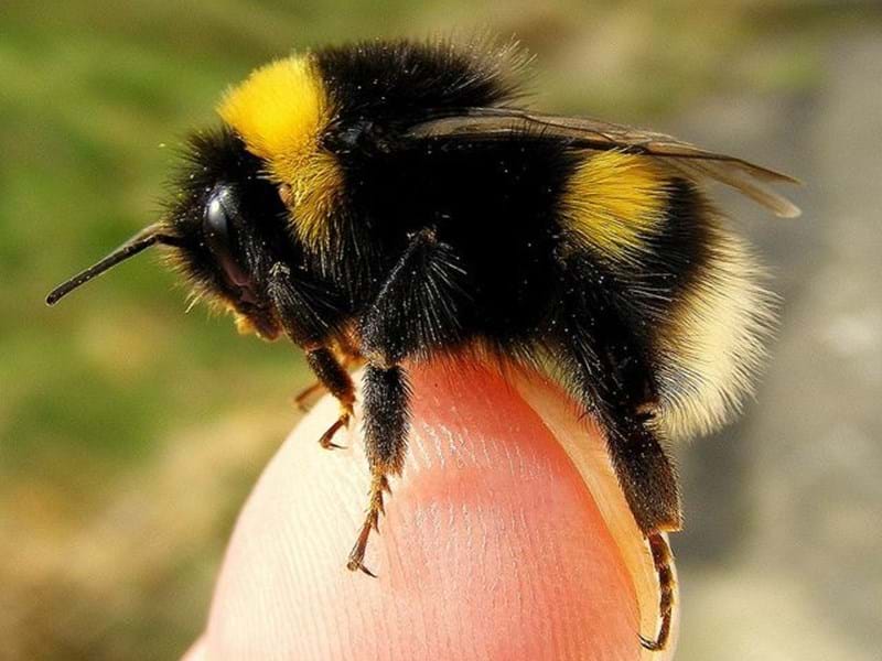 To Bee or not to Bee? Spoiler Alert - It's 'to Bee'.