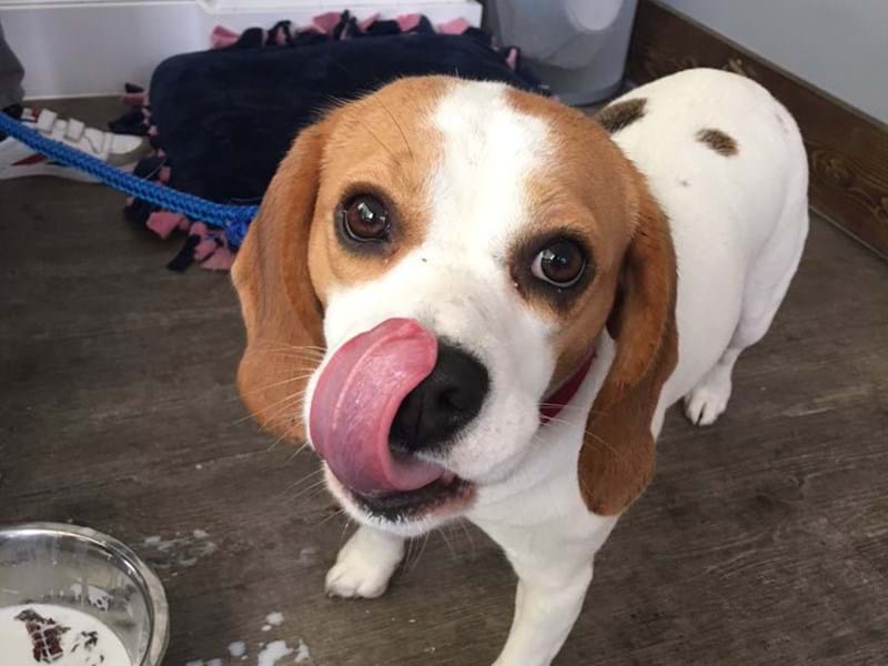 A Healthy Dog is a Happy Dog...