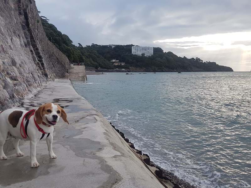 Have Dog Must Travel